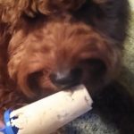 How to Prepare Delicious Dog Friendly Ice Cream